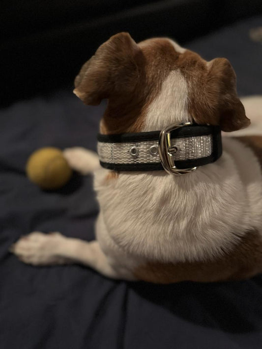 Pet Collar